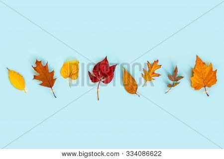 Top View Of Various Colorful Autumn Leaves Over Light Blue Background. Copy Space.