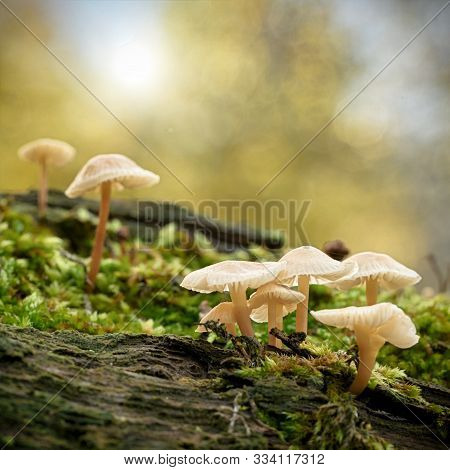 Common Bonnet (mycena Galericulata) On A Dead Tree Trunk In The Forest