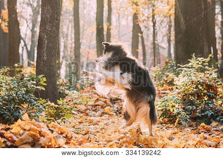 Tricolor Rough Collie, Funny Scottish Collie, Long-haired Collie, English Collie, Lassie Dog Funny J