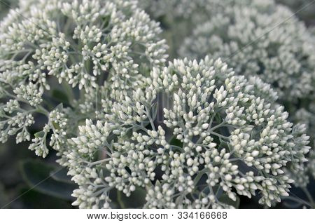 Lot Of Blooming Hylotelephium Telephium White Flowers With Green Leaves And Stems