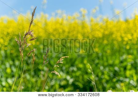 Wild Brome Grass On The Saskatchewan Prairies With A Yellow Canola Field In The Background