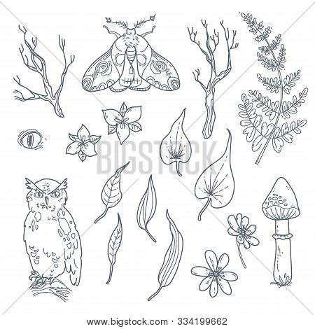 Black And White Graphic Collection Of Floral Elements In Modern Style. Leaves And Branches, Mushroom