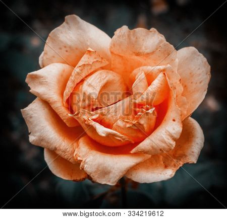 Charming Open Big Rose Salmon Color At Fall Farden