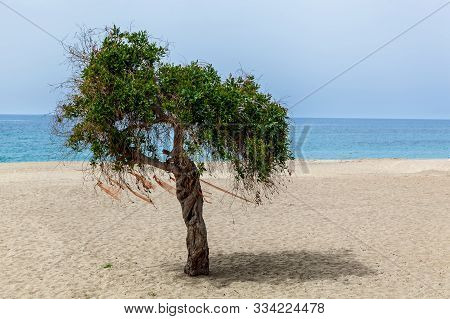 A Lonely Tree With Red Ribbons Stands On The Sandy Beach On A Sunny Day