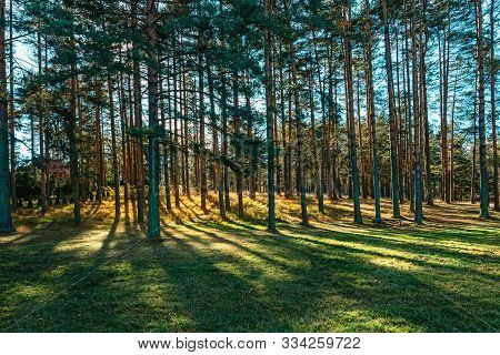 Golden Pine Treeline Back Lit With Sunlight In Autumn Afternoon
