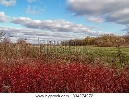 Wild Rosehip On A Background Of Autumn Forest