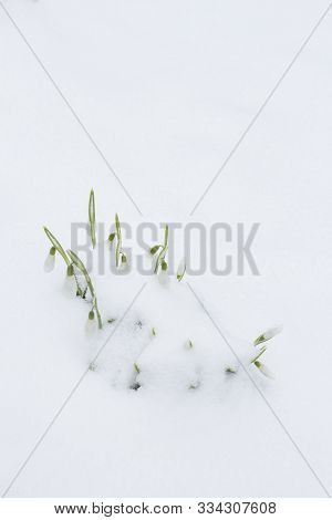 Beautiful Snowdrops Grew In Winter From Under The Snow