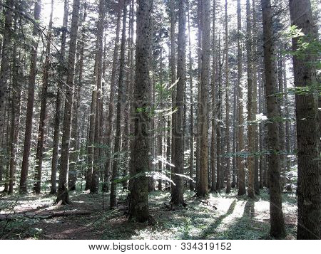 Beech Forest Landscape In Summer . Abetone, Tuscany, Italy