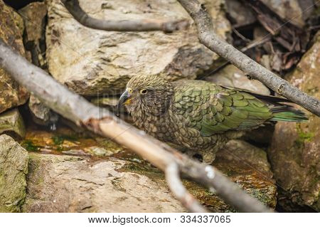 The Kea, A Green Parrot With Long Curved Beak From New Zealand Standing On A Rock Drinking Water. Br