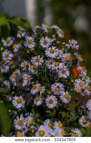 Lilac Daisies In The Daytime In Autumn.lilac Daisies In The Daytime In Autumn