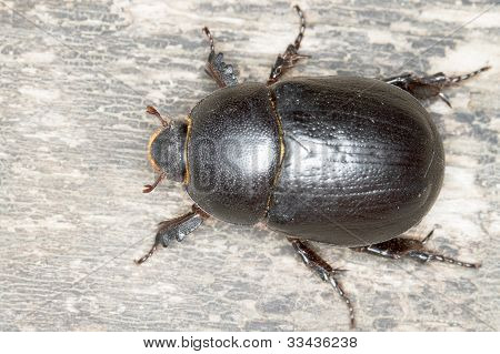 Pentodon idiota beetle