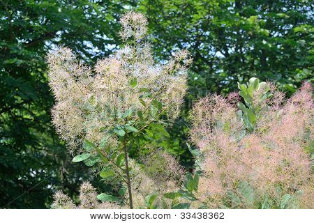 Smoketree