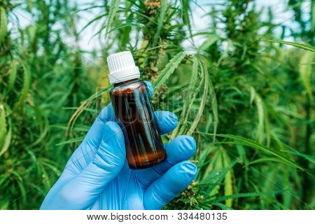 Scientist Holding Cbd Cannabis Oil Bottle In Cultivated Marijuana Field, Close Up Of Hand With Canna