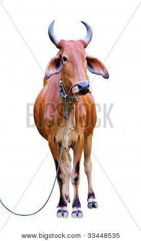 Zebu cow