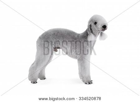 Purebred Bedlington Terrier Dog Standing In A Classic Stance Isolated On A White Background