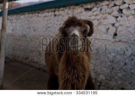 Camel Goes Along The Wall.camel Goes Along The Wall