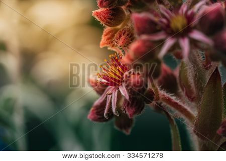 Beautiful Floral Flower Sempervivum Or Liveforever Blossoming Next To White Shining Edelweiss.