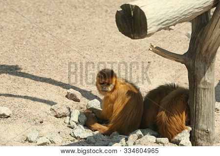 Cute Capuchin Monkeys At Enclosure In Zoo On Sunny Day