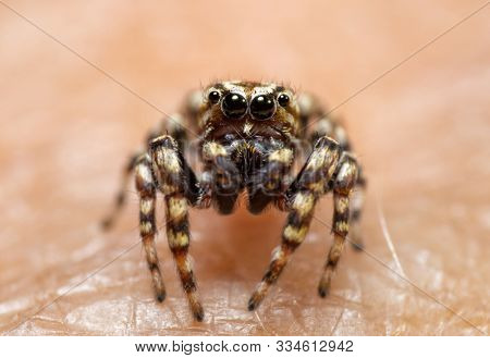 Closeup of a male Pelegrina galathea, Peppered Jumper, with his boldly marked face