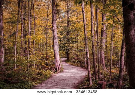 Winding Forest Path Walkway Ontario, Canada, Crawford Lake, Autumn Fall