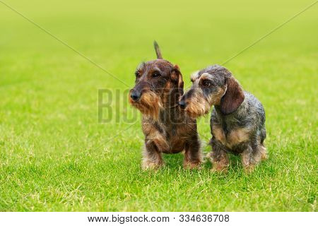Two Dogs Of Wire-haired Dachshund Breed On Green Grass