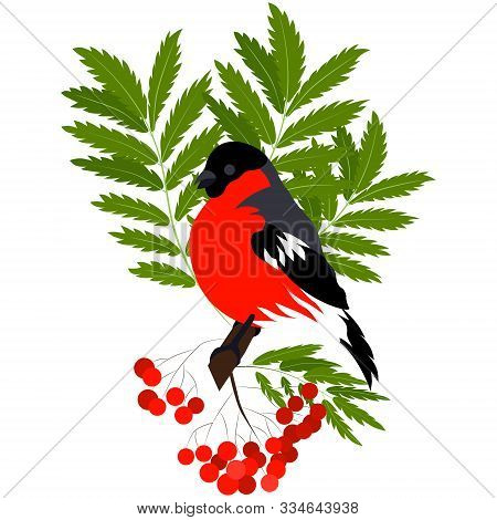 Bullfinch On A Rowan Branch. The Composition Is Perfect Both As A Full-fledged Illustration, And As 
