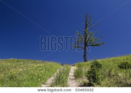 山上的树
