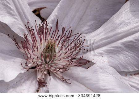 Macro Photo Nature Plant A Beautiful White Clematis Vine Flower, Clematis Viticella (juliane), Bloom