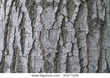 Ash Tree kuori Textural tausta
