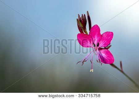 Flower Pink Gaura Oenothera Lindheimeri Close-up On A Blurred Background