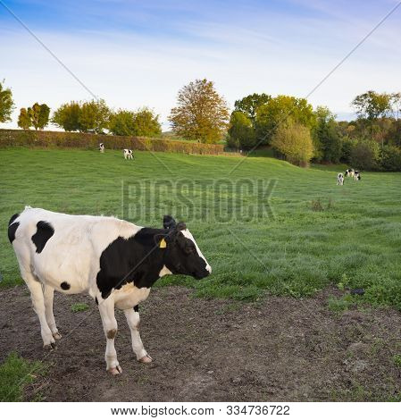 Black And White Cows On Cauberg Near Valkenburg In Dutch Province Of South Limburgh On Sunny Day In 