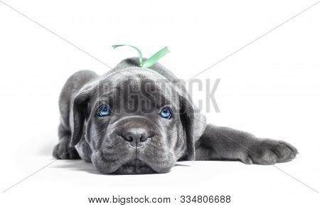 Little Puppy Dog ​​of Breed Canecorso On A White Background In Isolation Closeup