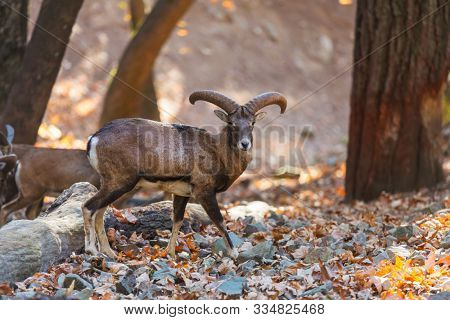 Wild moufflon in autumn forest, Cyprus island.