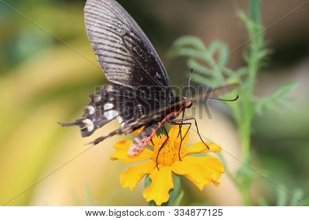 Athyma Ranga Butterfly Perched On Marigold Flower.sucking Nectar, Pollen From The Marigold.