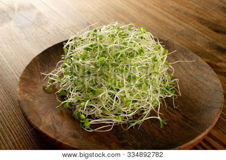 Red Clover Sprouts, Micro Green Healthy Eating Concept