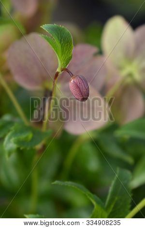 Lenten Rose Viv Victoria Flower Bud - Latin Name - Helleborus Orientalis Viv Victoria