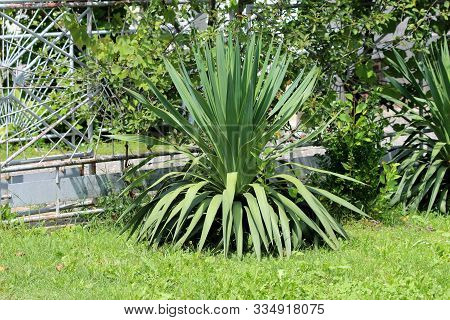 Single Yucca Perennial Tree Plant With Long Evergreen Tough Sword Shaped Leaves Growing In Shape Of 