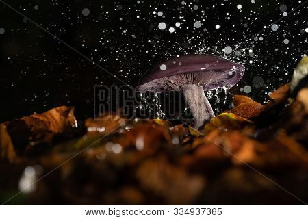 Autumn Purple Fungus With Raindrops And Splashing Water