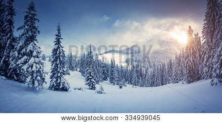 Awesome winter landscape with spruces covered in snow. Frosty day, exotic wintry scene. Magic Carpathian mountains, Ukraine, Europe. Winter nature wallpapers. Splendid christmas scene. Beauty world.