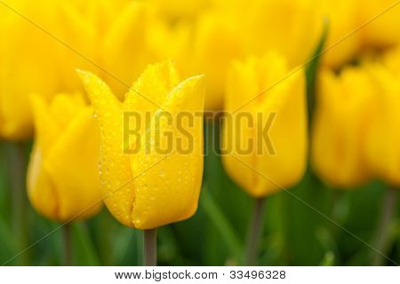 Felt af tulipaner