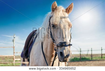 Portrait Of Palomino Horse In Harness In Paddock At The Stable