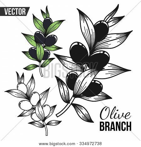A Few Olive Branches In A Vector