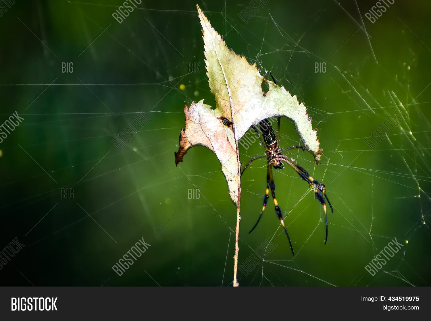 Golden Silk Spider Aka Image & Photo (Free Trial) Bigstock