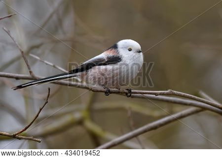 Cute Adult Long-tailed Tit (aegithalos Caudatus) Posing On Tiny Branch In Early Spring
