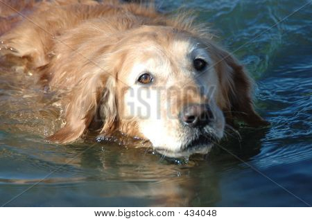 Golden Retriever Yüzme