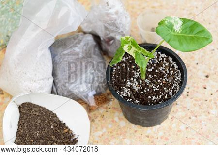 Closeup To Little Fresh Alocasia Macrorrhizos With Mix Soil Pot