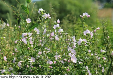 Background Of Pink Wildflowers. High Quality Photo