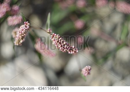 Beautiful Branch With Pink Flowers. Persicaria Or Polygonum Hydropiper On Green Blurred Background