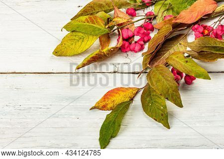 Wreath From Euonymus Europaeus A White Wooden Background