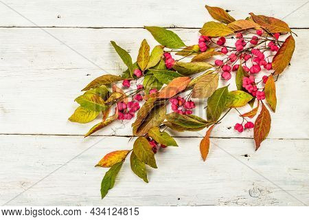 Wreath From Euonymus Europaeus A White Wooden Background